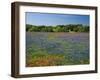 Blue Bonnets and Indian Paintbrush with Oak Trees in Distance, Near Independence, Texas, USA-Darrell Gulin-Framed Photographic Print