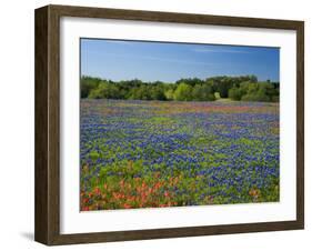 Blue Bonnets and Indian Paintbrush with Oak Trees in Distance, Near Independence, Texas, USA-Darrell Gulin-Framed Photographic Print