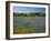 Blue Bonnets and Indian Paintbrush with Oak Trees in Distance, Near Independence, Texas, USA-Darrell Gulin-Framed Photographic Print