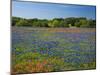 Blue Bonnets and Indian Paintbrush with Oak Trees in Distance, Near Independence, Texas, USA-Darrell Gulin-Mounted Photographic Print