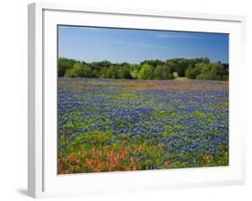 Blue Bonnets and Indian Paintbrush with Oak Trees in Distance, Near Independence, Texas, USA-Darrell Gulin-Framed Photographic Print