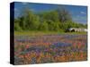 Blue Bonnets and Indian Paintbrush with Oak Trees in Distance, Near Independence, Texas, USA-Darrell Gulin-Stretched Canvas