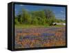 Blue Bonnets and Indian Paintbrush with Oak Trees in Distance, Near Independence, Texas, USA-Darrell Gulin-Framed Stretched Canvas