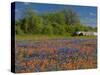 Blue Bonnets and Indian Paintbrush with Oak Trees in Distance, Near Independence, Texas, USA-Darrell Gulin-Stretched Canvas