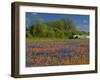 Blue Bonnets and Indian Paintbrush with Oak Trees in Distance, Near Independence, Texas, USA-Darrell Gulin-Framed Premium Photographic Print