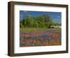 Blue Bonnets and Indian Paintbrush with Oak Trees in Distance, Near Independence, Texas, USA-Darrell Gulin-Framed Photographic Print