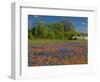 Blue Bonnets and Indian Paintbrush with Oak Trees in Distance, Near Independence, Texas, USA-Darrell Gulin-Framed Photographic Print