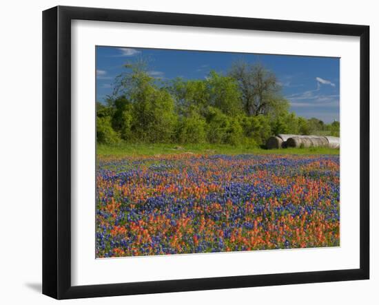 Blue Bonnets and Indian Paintbrush with Oak Trees in Distance, Near Independence, Texas, USA-Darrell Gulin-Framed Photographic Print