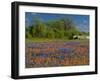 Blue Bonnets and Indian Paintbrush with Oak Trees in Distance, Near Independence, Texas, USA-Darrell Gulin-Framed Photographic Print