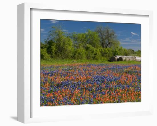 Blue Bonnets and Indian Paintbrush with Oak Trees in Distance, Near Independence, Texas, USA-Darrell Gulin-Framed Photographic Print