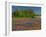 Blue Bonnets and Indian Paintbrush with Oak Trees in Distance, Near Independence, Texas, USA-Darrell Gulin-Framed Photographic Print