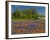 Blue Bonnets and Indian Paintbrush with Oak Trees in Distance, Near Independence, Texas, USA-Darrell Gulin-Framed Photographic Print