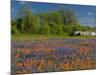 Blue Bonnets and Indian Paintbrush with Oak Trees in Distance, Near Independence, Texas, USA-Darrell Gulin-Mounted Photographic Print