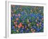 Blue Bonnets and Paint Brush in Texas Hill Country, USA-Darrell Gulin-Framed Photographic Print