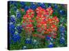 Blue Bonnets and Paint Brush in Texas Hill Country, USA-Darrell Gulin-Stretched Canvas