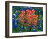 Blue Bonnets and Paint Brush in Texas Hill Country, USA-Darrell Gulin-Framed Premium Photographic Print