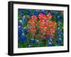 Blue Bonnets and Paint Brush in Texas Hill Country, USA-Darrell Gulin-Framed Premium Photographic Print