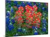 Blue Bonnets and Paint Brush in Texas Hill Country, USA-Darrell Gulin-Mounted Premium Photographic Print