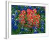 Blue Bonnets and Paint Brush in Texas Hill Country, USA-Darrell Gulin-Framed Photographic Print