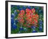 Blue Bonnets and Paint Brush in Texas Hill Country, USA-Darrell Gulin-Framed Photographic Print