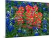 Blue Bonnets and Paint Brush in Texas Hill Country, USA-Darrell Gulin-Mounted Photographic Print