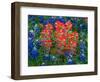 Blue Bonnets and Paint Brush in Texas Hill Country, USA-Darrell Gulin-Framed Photographic Print