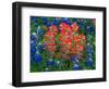 Blue Bonnets and Paint Brush in Texas Hill Country, USA-Darrell Gulin-Framed Photographic Print