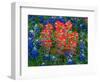 Blue Bonnets and Paint Brush in Texas Hill Country, USA-Darrell Gulin-Framed Photographic Print