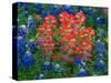 Blue Bonnets and Paint Brush in Texas Hill Country, USA-Darrell Gulin-Stretched Canvas