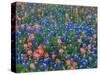 Blue Bonnets and Paint Brush in Texas Hill Country, USA-Darrell Gulin-Stretched Canvas