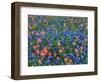 Blue Bonnets and Paint Brush in Texas Hill Country, USA-Darrell Gulin-Framed Photographic Print