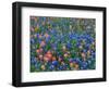 Blue Bonnets and Paint Brush in Texas Hill Country, USA-Darrell Gulin-Framed Photographic Print