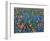 Blue Bonnets and Paint Brush in Texas Hill Country, USA-Darrell Gulin-Framed Photographic Print