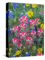 Blue Bonnets, Arnica, and Indian Paintbrush, Near Cuero, Texas, USA-Darrell Gulin-Stretched Canvas