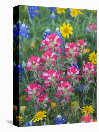 Blue Bonnets, Arnica, and Indian Paintbrush, Near Cuero, Texas, USA-Darrell Gulin-Stretched Canvas