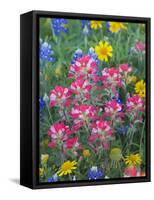 Blue Bonnets, Arnica, and Indian Paintbrush, Near Cuero, Texas, USA-Darrell Gulin-Framed Stretched Canvas