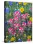 Blue Bonnets, Arnica, and Indian Paintbrush, Near Cuero, Texas, USA-Darrell Gulin-Stretched Canvas