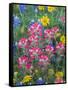 Blue Bonnets, Arnica, and Indian Paintbrush, Near Cuero, Texas, USA-Darrell Gulin-Framed Stretched Canvas