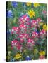 Blue Bonnets, Arnica, and Indian Paintbrush, Near Cuero, Texas, USA-Darrell Gulin-Stretched Canvas