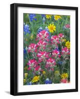 Blue Bonnets, Arnica, and Indian Paintbrush, Near Cuero, Texas, USA-Darrell Gulin-Framed Photographic Print