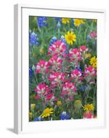 Blue Bonnets, Arnica, and Indian Paintbrush, Near Cuero, Texas, USA-Darrell Gulin-Framed Photographic Print