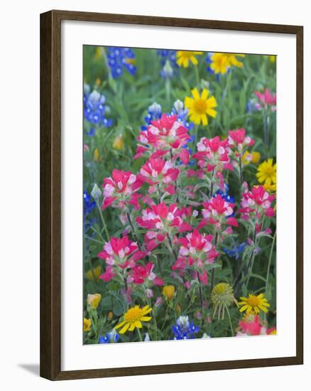 Blue Bonnets, Arnica, and Indian Paintbrush, Near Cuero, Texas, USA-Darrell Gulin-Framed Photographic Print