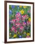 Blue Bonnets, Arnica, and Indian Paintbrush, Near Cuero, Texas, USA-Darrell Gulin-Framed Photographic Print