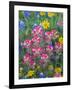 Blue Bonnets, Arnica, and Indian Paintbrush, Near Cuero, Texas, USA-Darrell Gulin-Framed Photographic Print