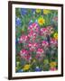 Blue Bonnets, Arnica, and Indian Paintbrush, Near Cuero, Texas, USA-Darrell Gulin-Framed Photographic Print