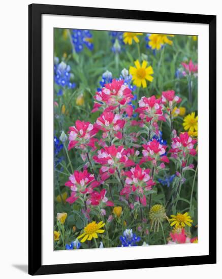 Blue Bonnets, Arnica, and Indian Paintbrush, Near Cuero, Texas, USA-Darrell Gulin-Framed Photographic Print