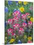 Blue Bonnets, Arnica, and Indian Paintbrush, Near Cuero, Texas, USA-Darrell Gulin-Mounted Photographic Print