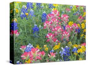 Blue Bonnets, Arnica, and Indian Paintbrush, Near Cuero, Texas, USA-Darrell Gulin-Stretched Canvas
