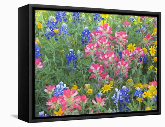 Blue Bonnets, Arnica, and Indian Paintbrush, Near Cuero, Texas, USA-Darrell Gulin-Framed Stretched Canvas