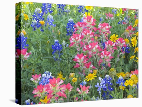 Blue Bonnets, Arnica, and Indian Paintbrush, Near Cuero, Texas, USA-Darrell Gulin-Stretched Canvas